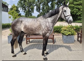 Westphalian, Gelding, 6 years, 16,2 hh, Gray-Dapple