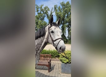 Westphalian, Gelding, 6 years, 16,2 hh, Gray-Dapple