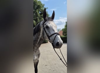 Westphalian, Gelding, 6 years, 16,2 hh, Gray-Dapple