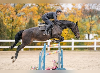 Westphalian, Gelding, 6 years, 16,2 hh