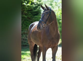 Westphalian, Gelding, 6 years, 16,3 hh, Bay-Dark