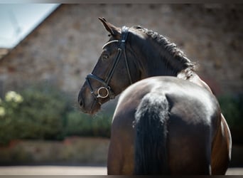 Westphalian, Gelding, 6 years, 16,3 hh, Bay-Dark