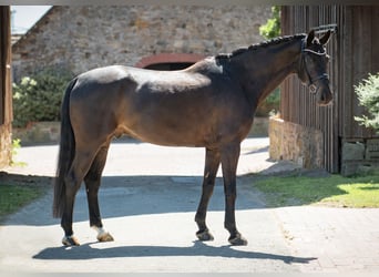 Westphalian, Gelding, 6 years, 16,3 hh, Bay-Dark