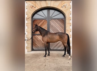 Westphalian, Gelding, 6 years, 16,3 hh, Bay-Dark