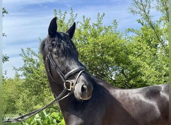 Westphalian, Gelding, 6 years, 16,3 hh, Black