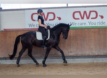 Westphalian, Gelding, 6 years, 16,3 hh, Black