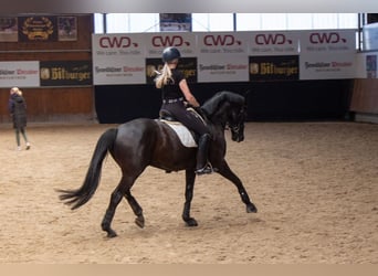 Westphalian, Gelding, 6 years, 16,3 hh, Black