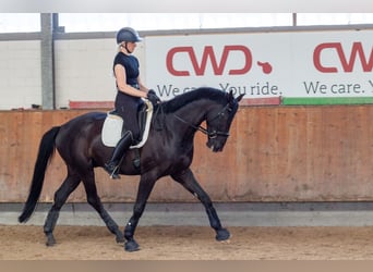 Westphalian, Gelding, 6 years, 16,3 hh, Black