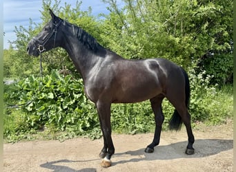 Westphalian, Gelding, 6 years, 16,3 hh, Black