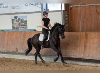 Westphalian, Gelding, 6 years, 16,3 hh, Black