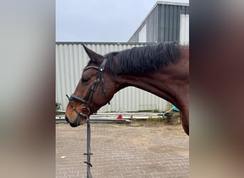 Westphalian, Gelding, 6 years, 17,1 hh, Brown