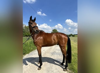 Westphalian, Gelding, 6 years, 17,1 hh, Brown