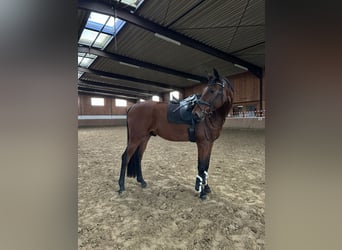 Westphalian, Gelding, 6 years, 17,1 hh, Brown