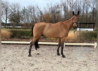 Westphalian, Gelding, 6 years, 17.1 hh, Brown