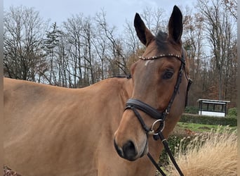 Westphalian, Gelding, 6 years, 17.1 hh, Brown