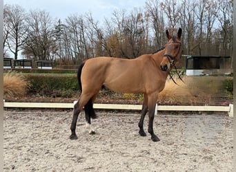 Westphalian, Gelding, 6 years, 17.1 hh, Brown