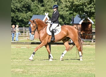 Westphalian, Gelding, 6 years, 17.1 hh, Chestnut-Red
