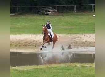 Westphalian, Gelding, 6 years, 17.1 hh, Chestnut-Red