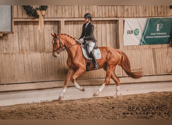 Westphalian, Gelding, 6 years, 17.1 hh, Chestnut-Red