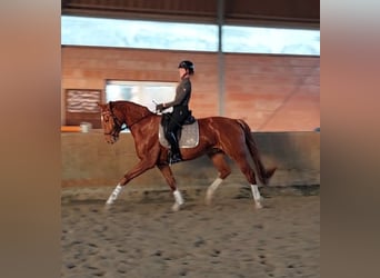 Westphalian, Gelding, 6 years, 17.1 hh, Chestnut-Red