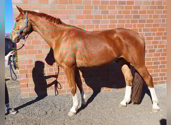 Westphalian, Gelding, 6 years, 17.1 hh, Chestnut-Red