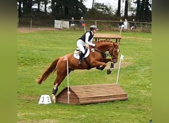 Westphalian, Gelding, 6 years, 17.1 hh, Chestnut-Red