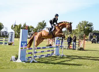 Westphalian, Gelding, 6 years, 17.1 hh, Chestnut-Red