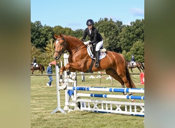 Westphalian, Gelding, 6 years, 17.1 hh, Chestnut-Red