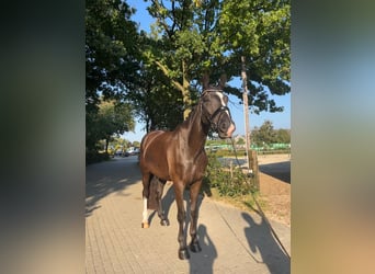 Westphalian, Gelding, 6 years, 17,1 hh, Smoky-Black