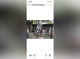 Westphalian, Gelding, 6 years, 17.1 hh, Smoky-Black