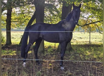 Westphalian, Gelding, 6 years, 17.2 hh, Black Westphalian, Gelding, 6 years, 17.2 hh, Black