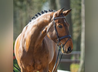 Westphalian, Gelding, 6 years, 17.2 hh, Brown