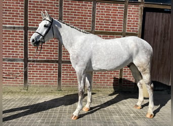 Westphalian, Gelding, 6 years, 17.2 hh, Grey