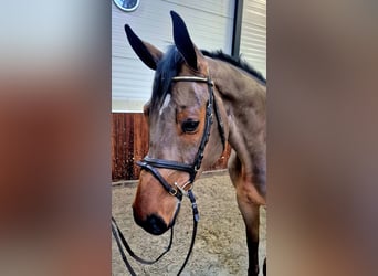 Westphalian, Gelding, 6 years, 17 hh, Bay-Dark