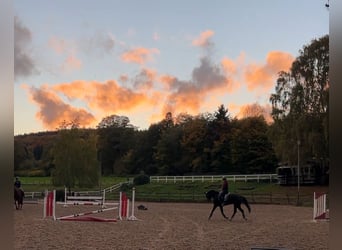 Westphalian, Gelding, 6 years, 17 hh, Black