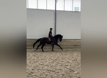 Westphalian, Gelding, 6 years, 17 hh, Black