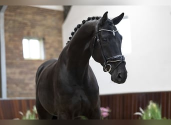 Westphalian, Gelding, 6 years, 17 hh, Black