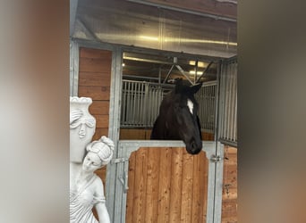 Westphalian, Gelding, 6 years, 17 hh, Black