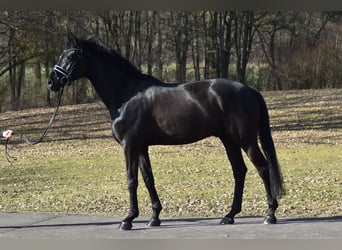 Westphalian, Gelding, 6 years, 17 hh, Black