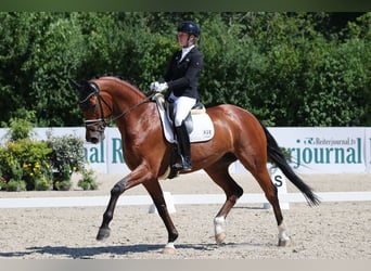 Westphalian, Gelding, 6 years, 17 hh, Brown