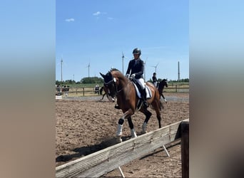 Westphalian, Gelding, 6 years, 17 hh, Brown
