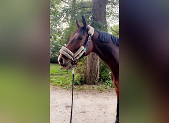 Westphalian, Gelding, 6 years, 17 hh, Brown