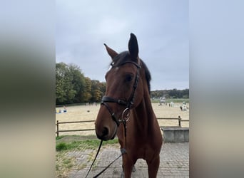 Westphalian, Gelding, 6 years, 17 hh, Brown