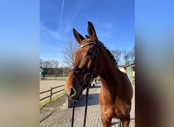 Westphalian, Gelding, 6 years, 17 hh, Brown