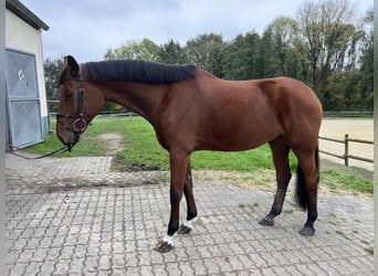 Westphalian, Gelding, 6 years, 17 hh, Brown