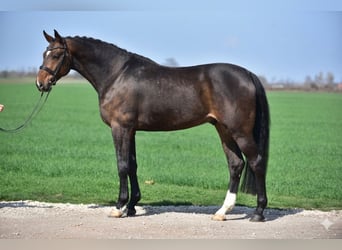 Westphalian, Gelding, 6 years, 17 hh, Brown