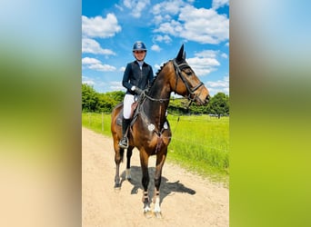 Westphalian, Gelding, 6 years, 17 hh, Brown