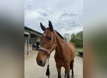 Westphalian, Gelding, 6 years, 17 hh, Brown