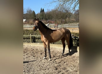 Westphalian, Gelding, 6 years, 17 hh, Brown