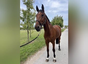 Westphalian, Gelding, 6 years, 17 hh, Brown